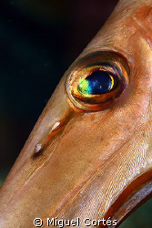 Golden eye. by Miguel Cortés 